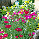 四季折々の花が咲く花壇