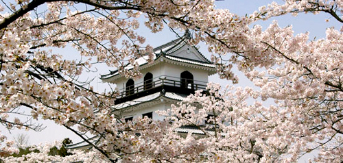 桜ごしに観る天守閣は格別の風情がある。