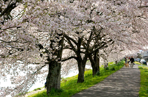 堤防沿いの遊歩道はまさに桜の回廊。