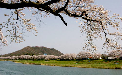 白石川の清流に桜が映える。