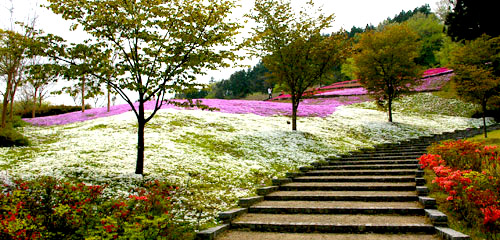 鮮やかな芝桜の絨毯の間をのんびりと歩くことができる。