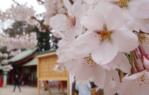 やわらかな桜の花は、まるで春の訪れを祝福しているかのようだ。