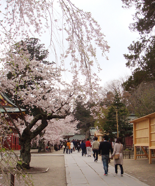 多種の桜が、趣のある境内をより一層引き立てる。