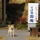 壽庵の看板犬「マリちゃん」