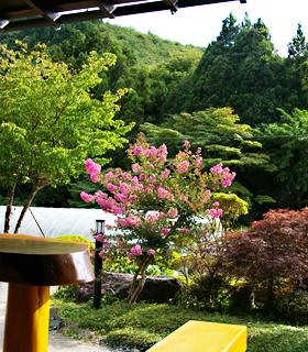 縁側から眺める庭の風景